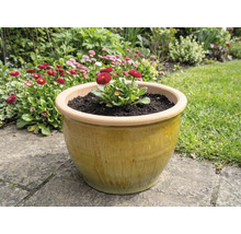 Keramisk blomkruka med prästkragar i trädgården