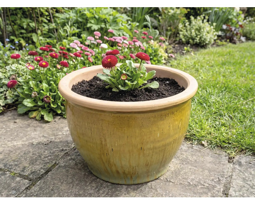 Keramisk blomkruka med prästkragar i trädgården