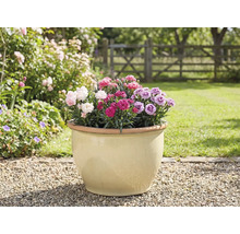 Blomkruka med nejlikor i trädgården