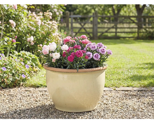 Blomkruka med nejlikor i trädgården