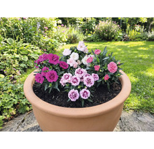 Blomkruka planterad med olika nejlikor i trädgården.