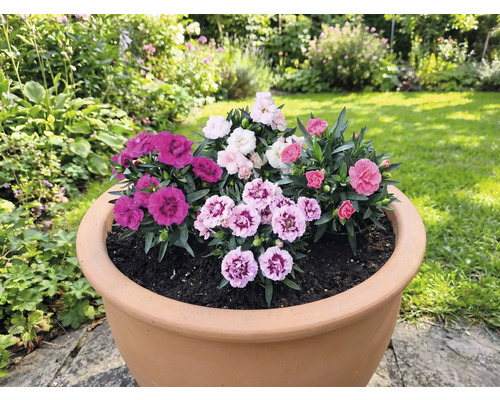 Blomkruka planterad med olika nejlikor i trädgården.