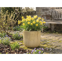 Gula påskliljor i en blomkruka i trädgården.