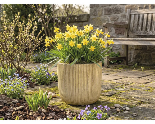 Gula påskliljor i en blomkruka i trädgården.