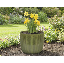 Gula påskliljor i en blomkruka i trädgården.