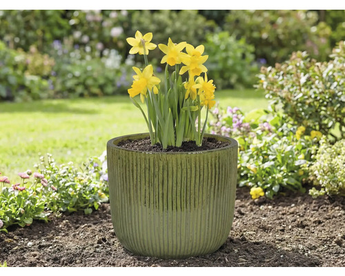 Gula påskliljor i en blomkruka i trädgården.