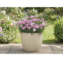 Nejlikor i en kruka i trädgården.