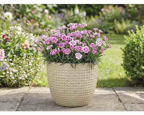 Nejlikor i en kruka i trädgården.