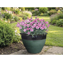 Nejlikor i en blomkruka i trädgården.