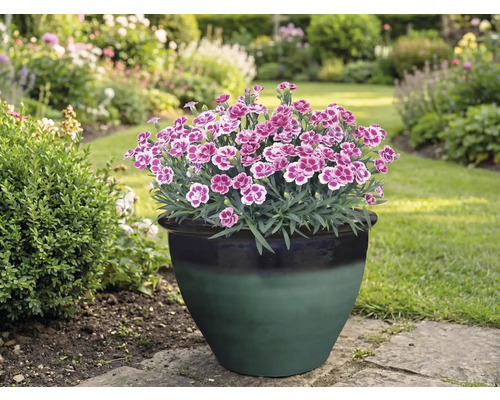 Nejlikor i en blomkruka i trädgården.