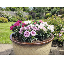 Blomkruka med färgglada nejlikor i trädgården