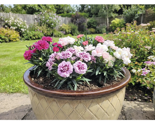 Blomkruka med färgglada nejlikor i trädgården