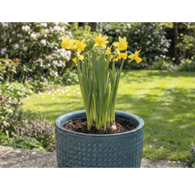 Gula påskliljor i en blomkruka i trädgården.