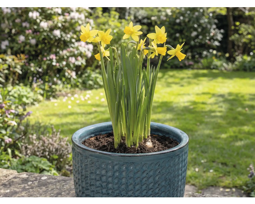 Gula påskliljor i en blomkruka i trädgården.