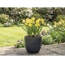 Gula påskliljor i en texturerad blomkruka i trädgården.