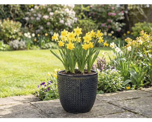 Gula påskliljor i en texturerad blomkruka i trädgården.