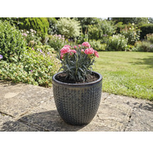 Nejlikväxt i strukturerad keramisk blomvas i trädgården