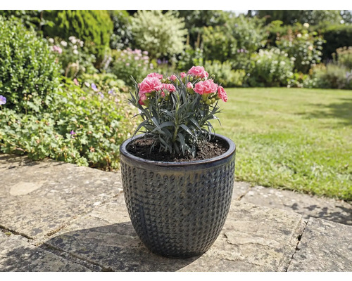 Nejlikväxt i strukturerad keramisk blomvas i trädgården