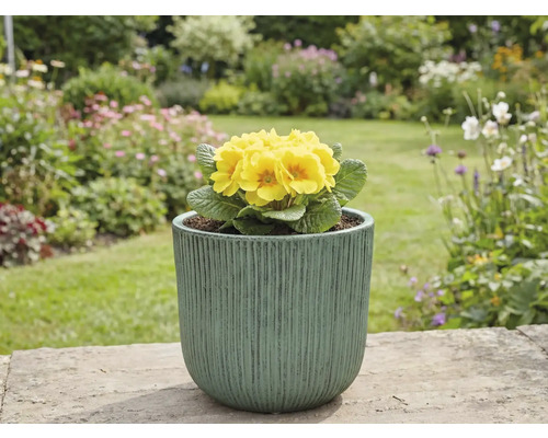 Gul primula i kruka i trädgården