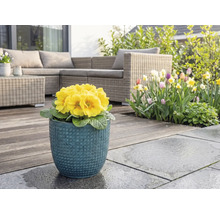Gul primula i blå blomkruka på terrass med trädgårdsmöbler och blomsterträdgård