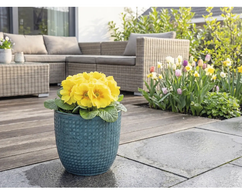 Gul primula i blå blomkruka på terrass med trädgårdsmöbler och blomsterträdgård