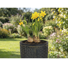 Gula påskliljor i kruka på en terrass