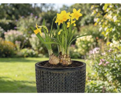 Gula påskliljor i kruka på en terrass