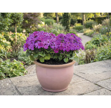 Blomkruka med lila blommor på en terrass