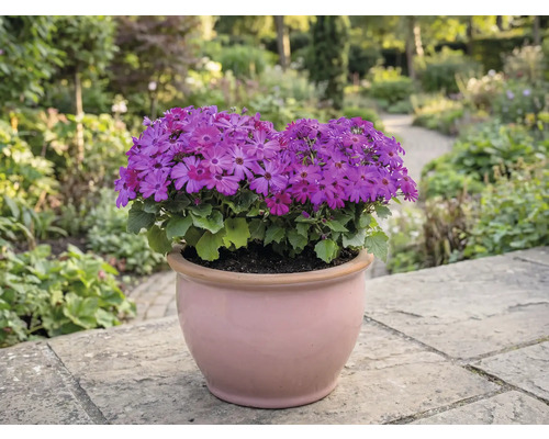 Blomkruka med lila blommor på en terrass