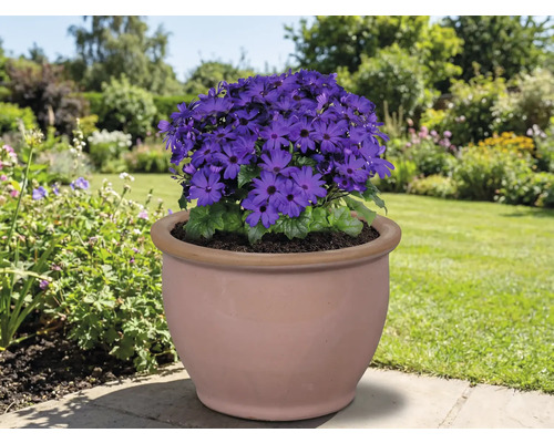 Blå blomma i en terrakottakruka i trädgården.