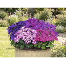 Fylld kruka med färgglada Senetti-blommor i trädgården