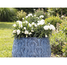 Blomkruka med vita nejlikor i trädgården