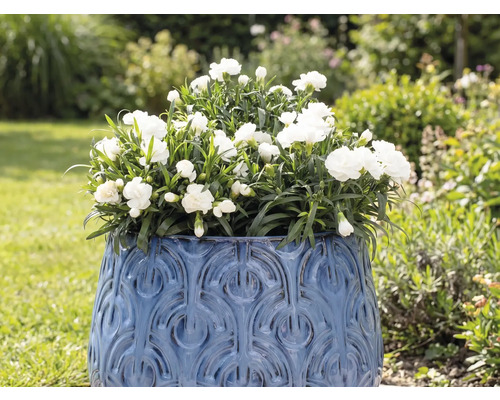 Blomkruka med vita nejlikor i trädgården