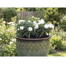 Vita nejlikor i en blomkruka i trädgården