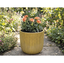 Nejlikor i räfflad planteringskärl i trädgården