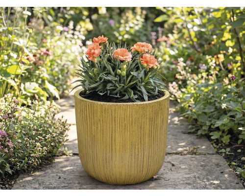 Nejlikor i räfflad planteringskärl i trädgården