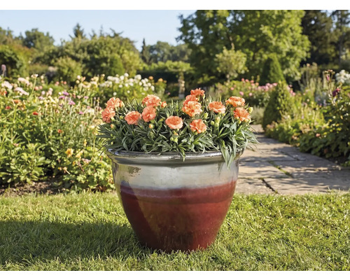 Blomkruka med nejlikor på en gräsmatta i en trädgård.