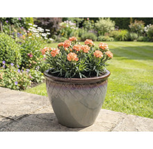 Nejlikor i kruka på trädgårdsplattor