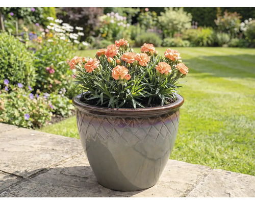 Nejlikor i kruka på trädgårdsplattor