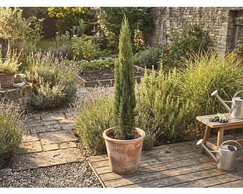 Italiensk cypress i kruka i trädgården