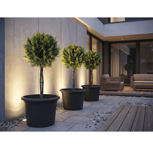 Tre formklippta träd i planteringskärl på en terrass