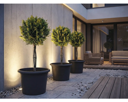Tre formklippta träd i planteringskärl på en terrass