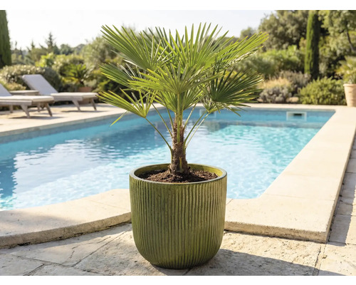 Hampa palm i en kruka utomhus