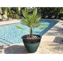 Dvär пальм в kruka vid poolkanten