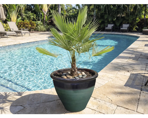 Dvär пальм в kruka vid poolkanten