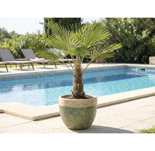 Dvärgpam i kruka bredvid pool och solstolar