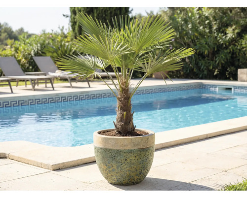 Dvärgpam i kruka bredvid pool och solstolar