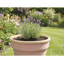 Lavendel i kruka i trädgården