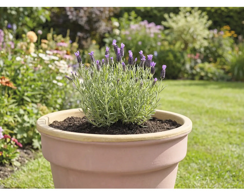 Lavendel i kruka i trädgården