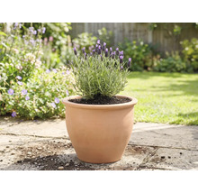 Lavendel i en terrakottakruka i trädgården.